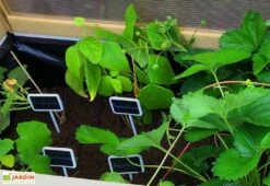 Axi Serre De Culture Sur Pieds En Bois Et Polycarbonate - 120 X 54 X 120 Cm -Garanta Jardin Magasin interieur serre sur pieds bois