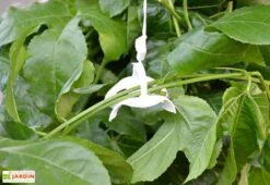 Kit De Palissage Pro Pour Serre De Jardin Palram -Garanta Jardin Magasin kit palissage palram serre jardin trellising kit pro 2