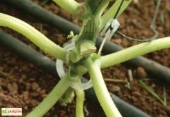 Kit De Palissage Pro Pour Serre De Jardin Palram -Garanta Jardin Magasin kit palissage palram serre jardin trellising kit pro 3