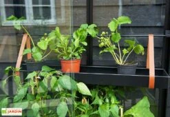 Mini Serre De Jardin En Verre Trempé – Juliana City -Garanta Jardin Magasin mini serre jardin verre trempe aluminium juliana city 4