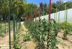 Tuteur Avec Attaches Mikado Cerise 150 Cm (Lot De 6) -Garanta Jardin Magasin tuteurs tomates colores plastique 150cm 3